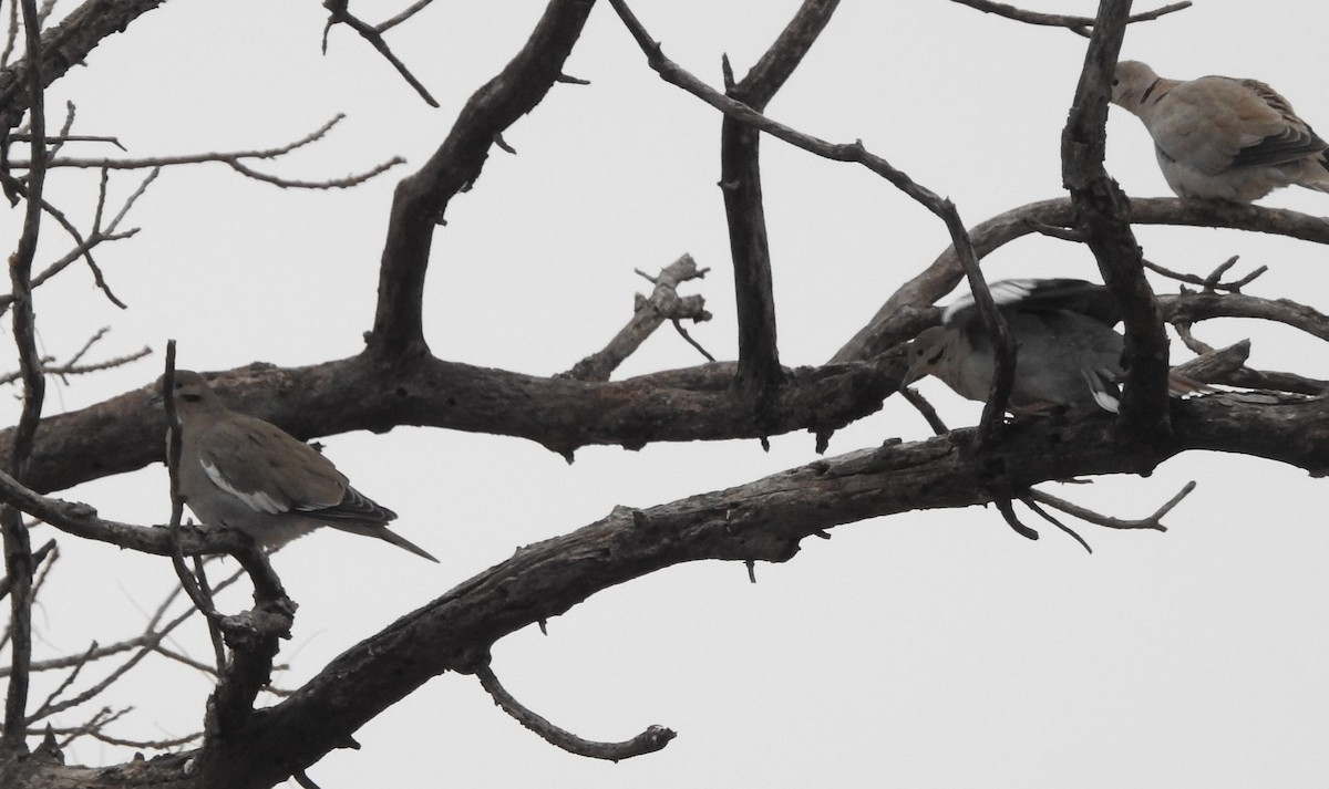 hvitvingedue - ML630506369