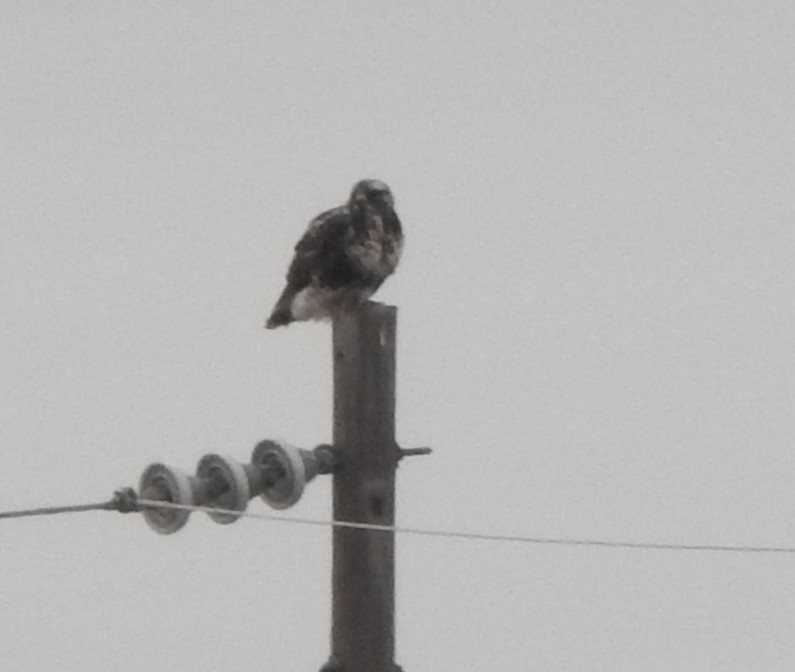 fjellvåk - ML630506391