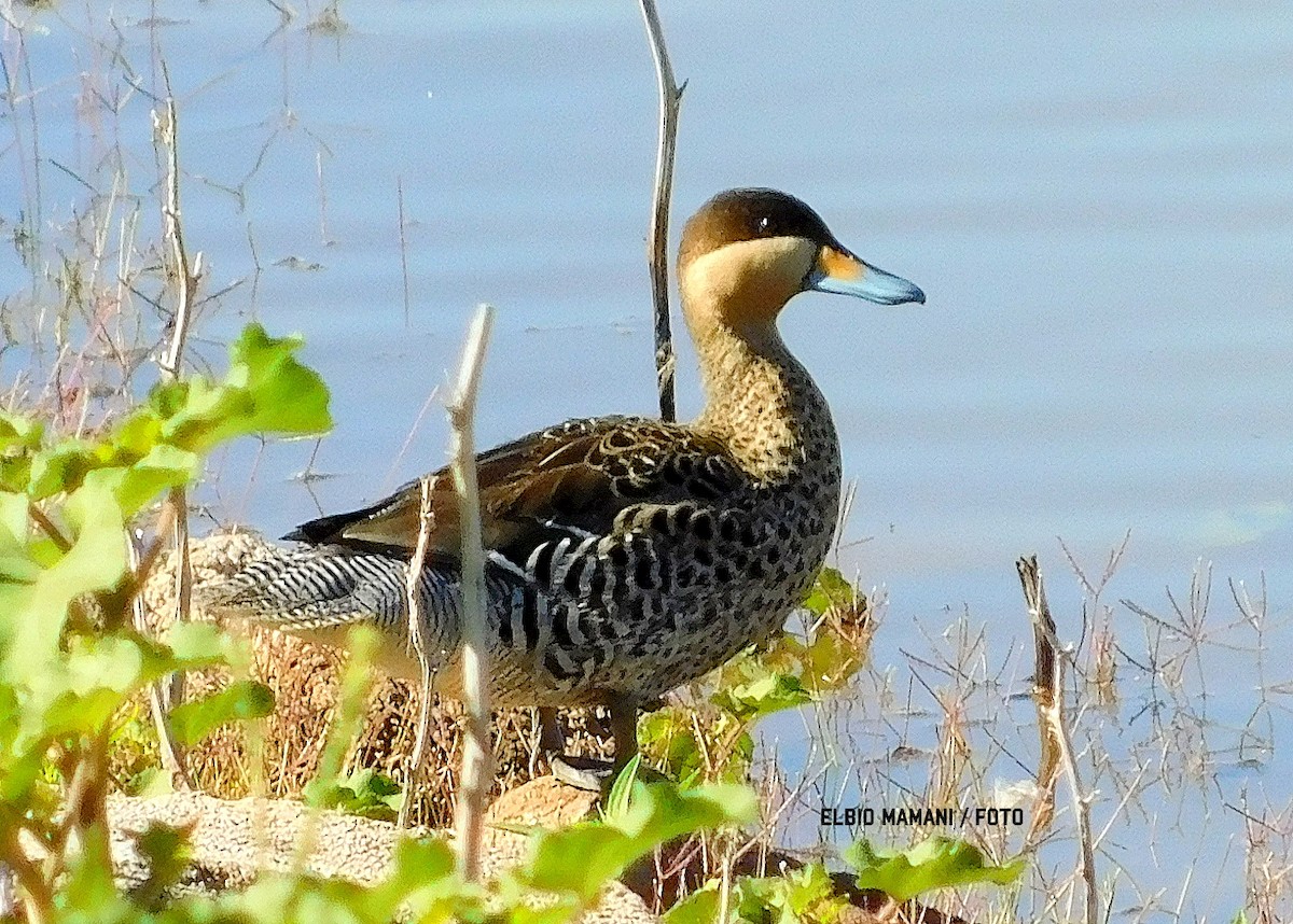 Silver Teal - ML630506412