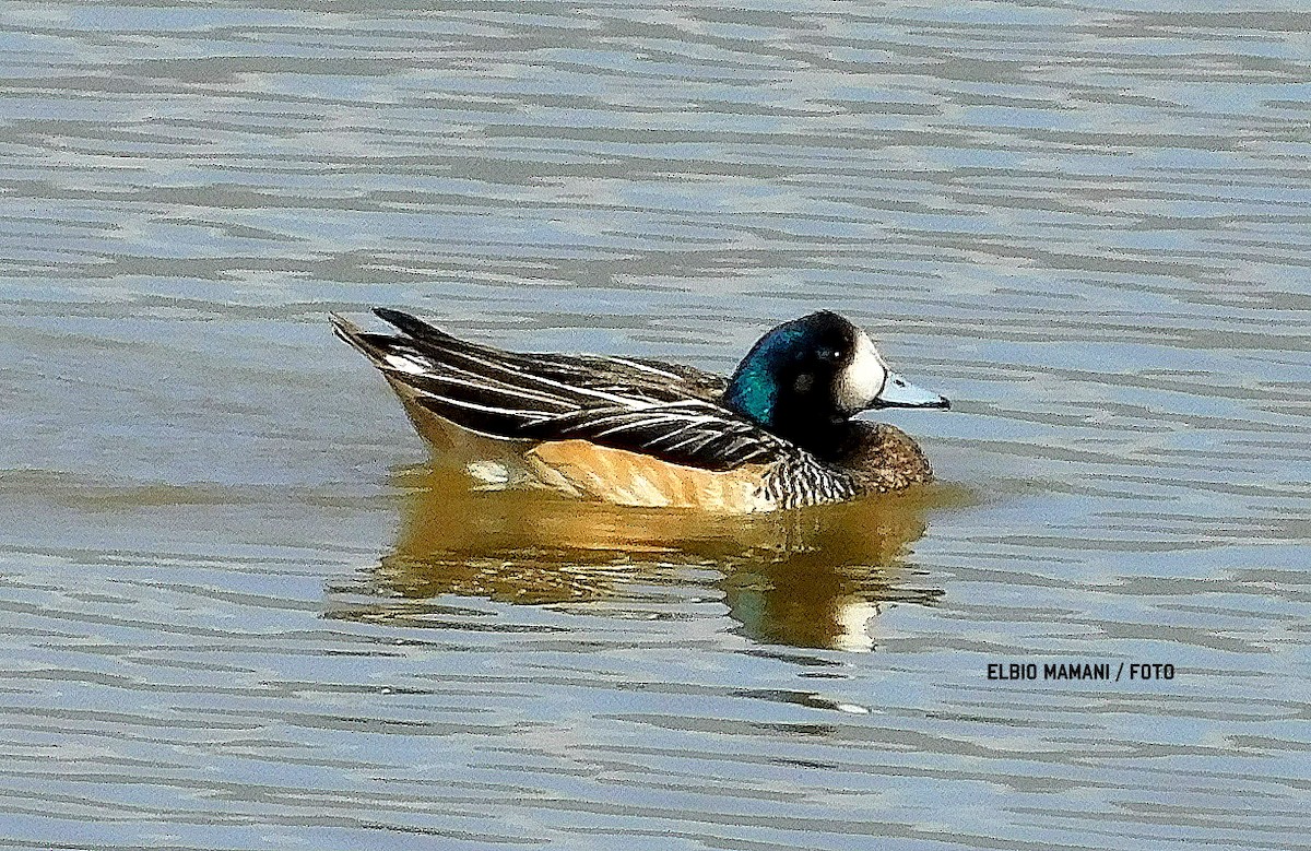 Chiloe Wigeon - ML630506419