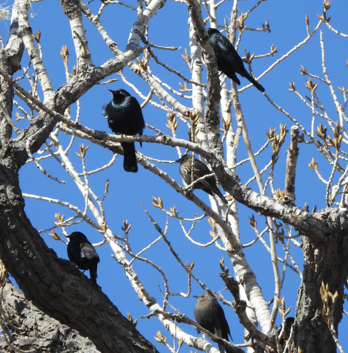 Brewer's Blackbird - ML630506423