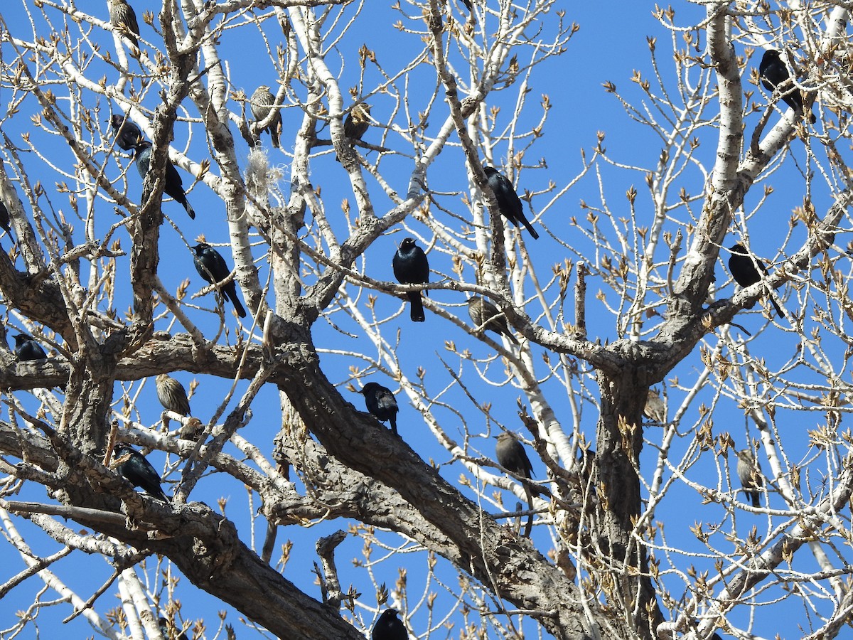 Brewer's Blackbird - ML630506424