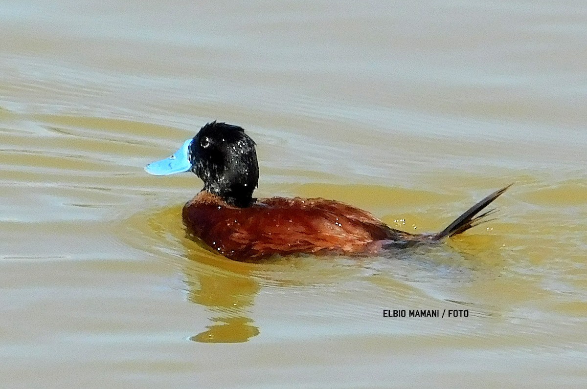 Andean Duck - ML630506439