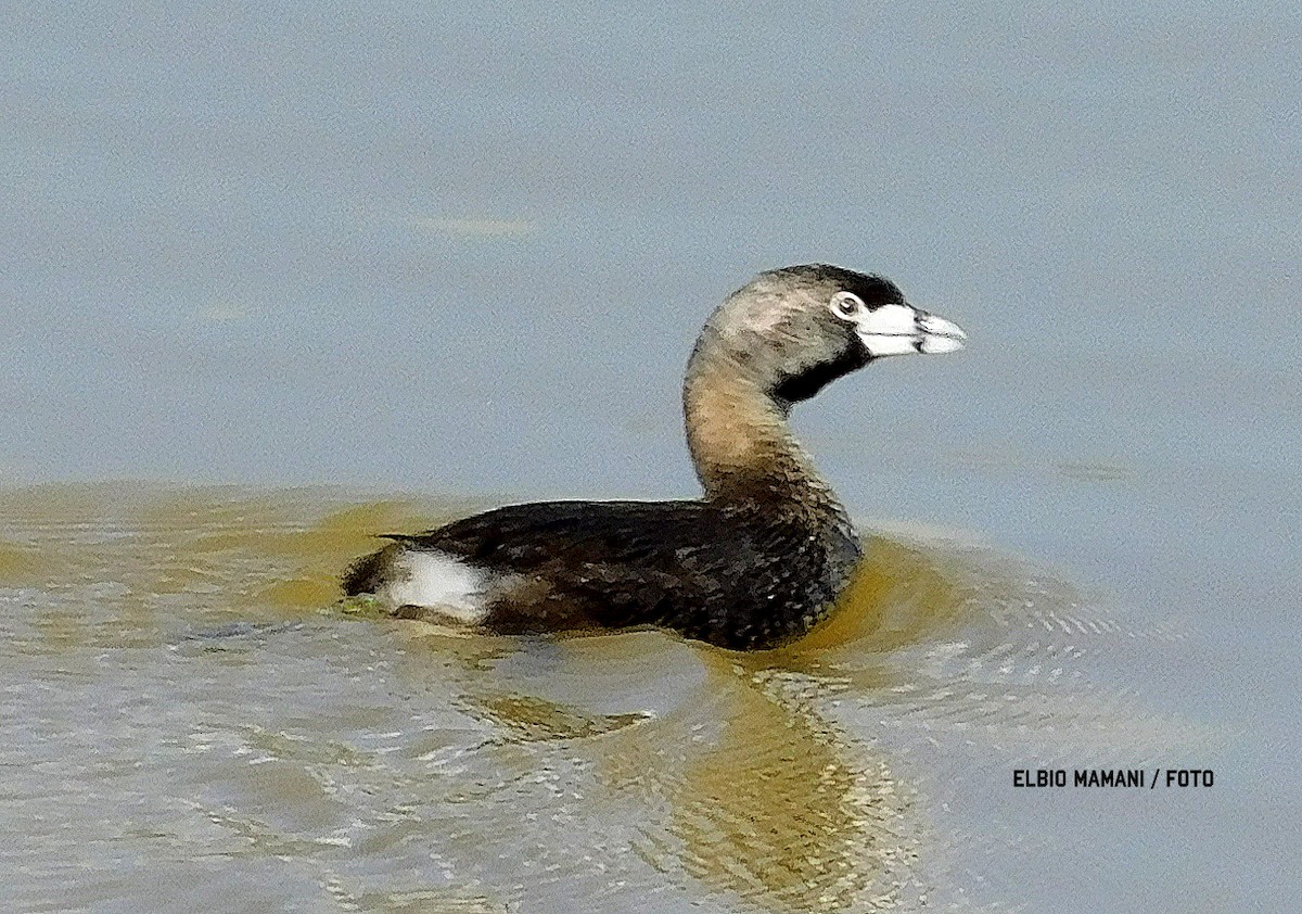 Pied-billed Grebe - ML630506454