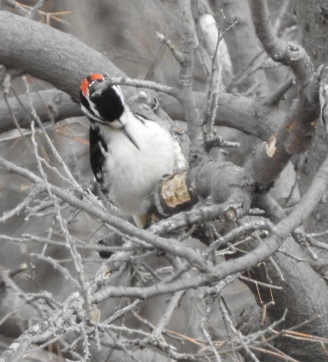 Hairy Woodpecker - ML630506614