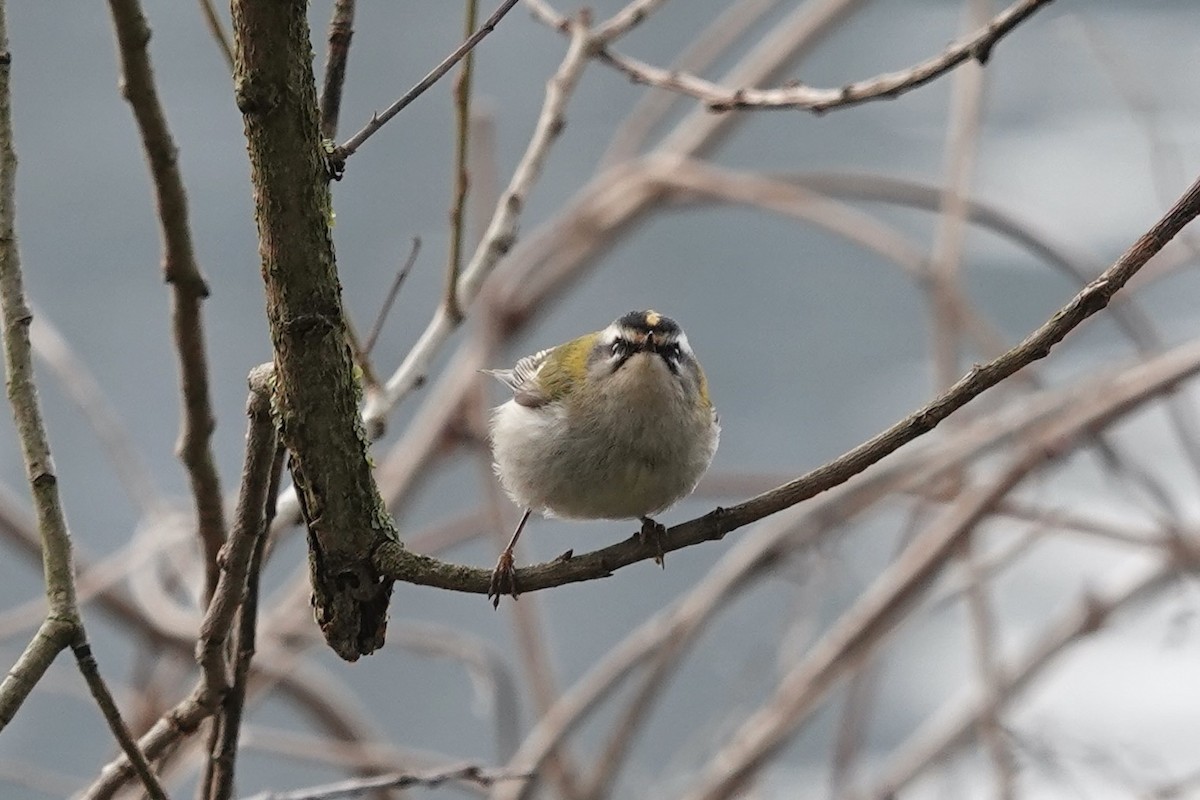 Common Firecrest - ML630507134
