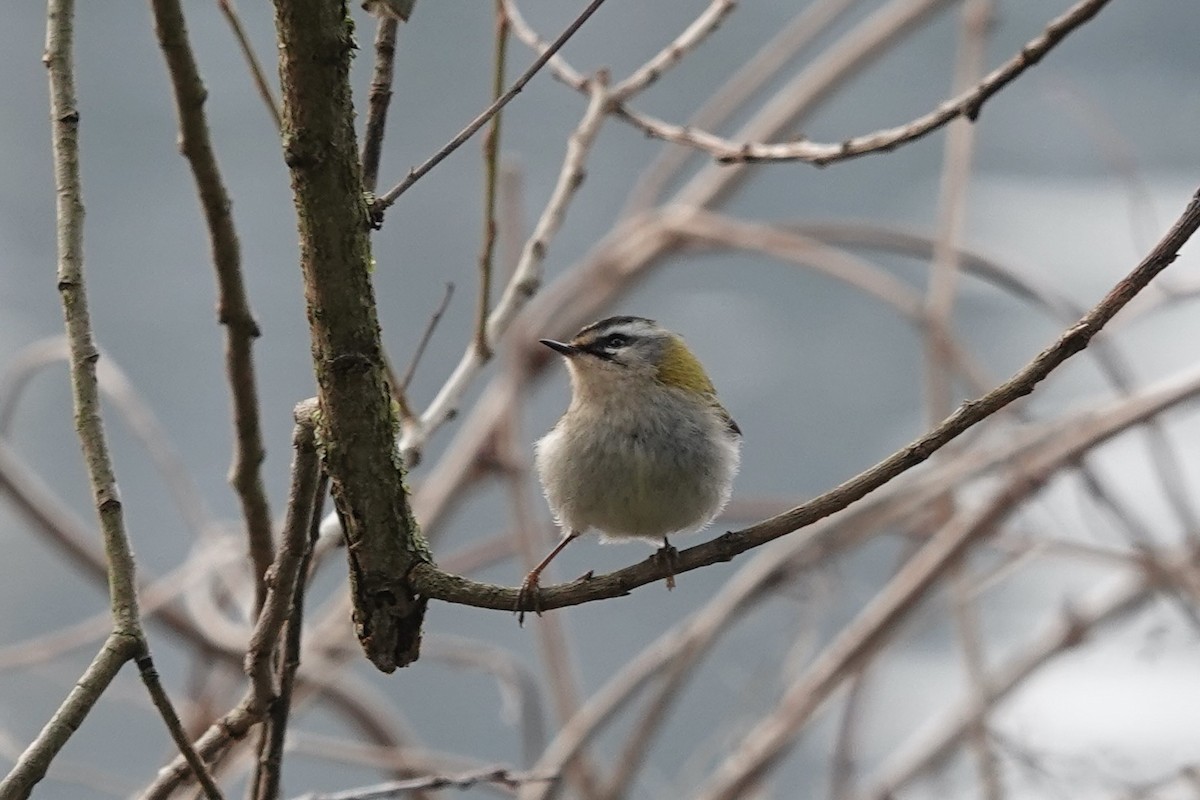 Common Firecrest - ML630507135