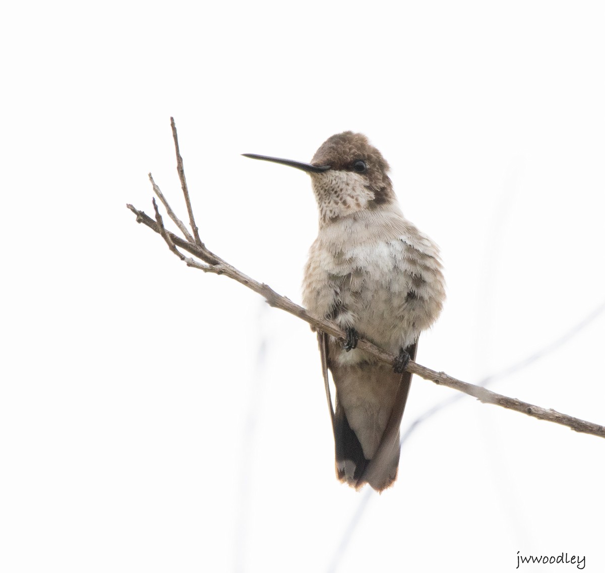Black-chinned Hummingbird - ML630507157
