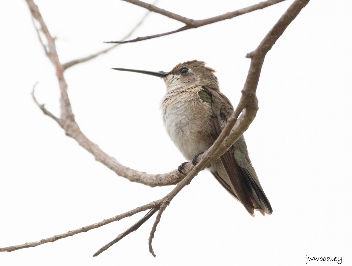 Black-chinned Hummingbird - ML630507167
