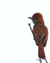 Ash-throated Casiornis - ML630507202