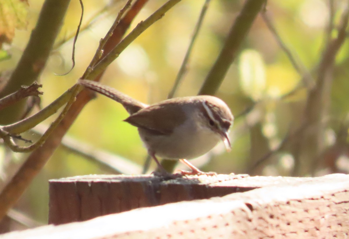 Bewick's Wren - ML630507525