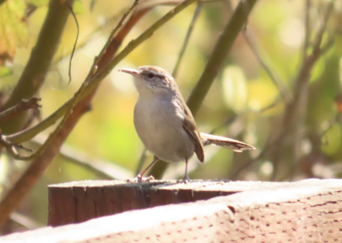 Bewick's Wren - ML630507526