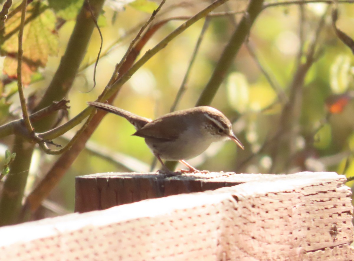 Bewick's Wren - ML630507528