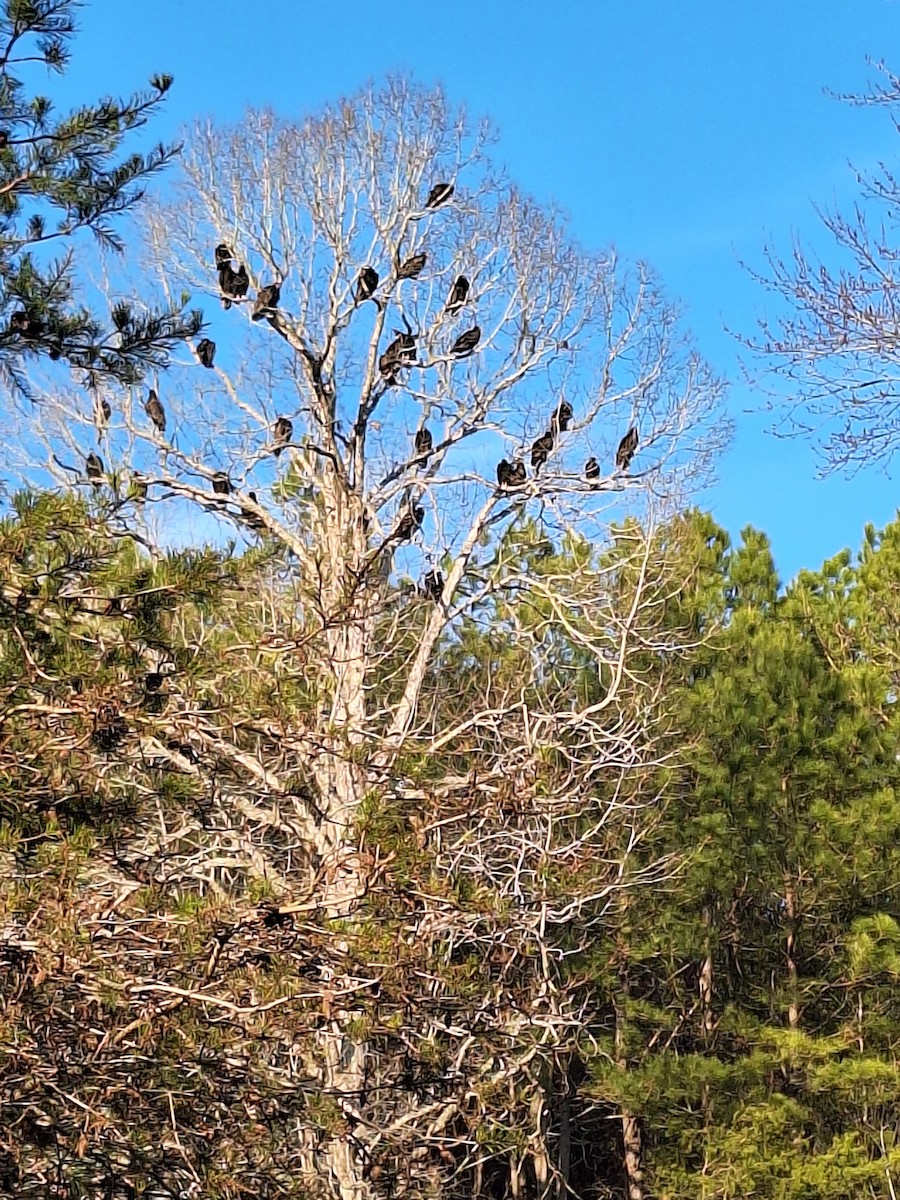 Turkey Vulture - ML630507775