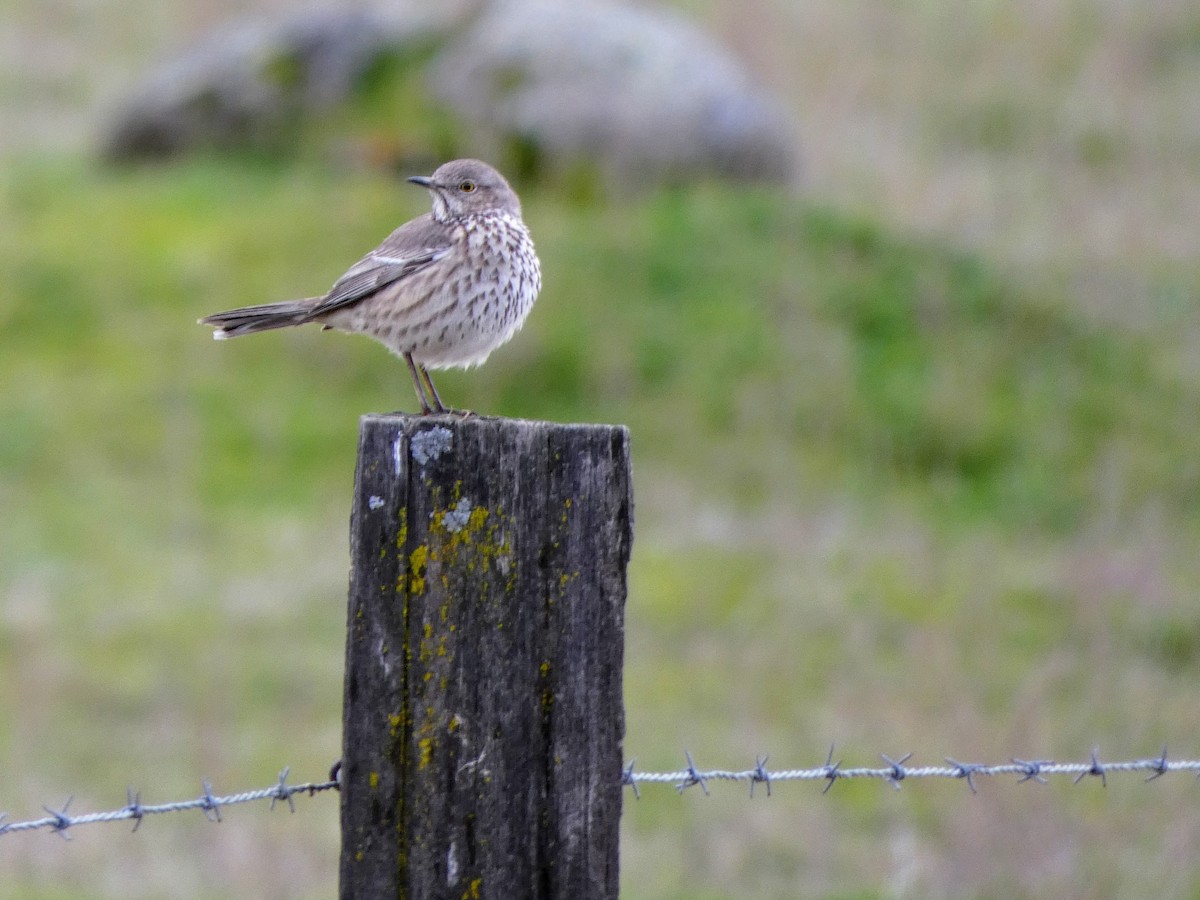 Sage Thrasher - ML630507778