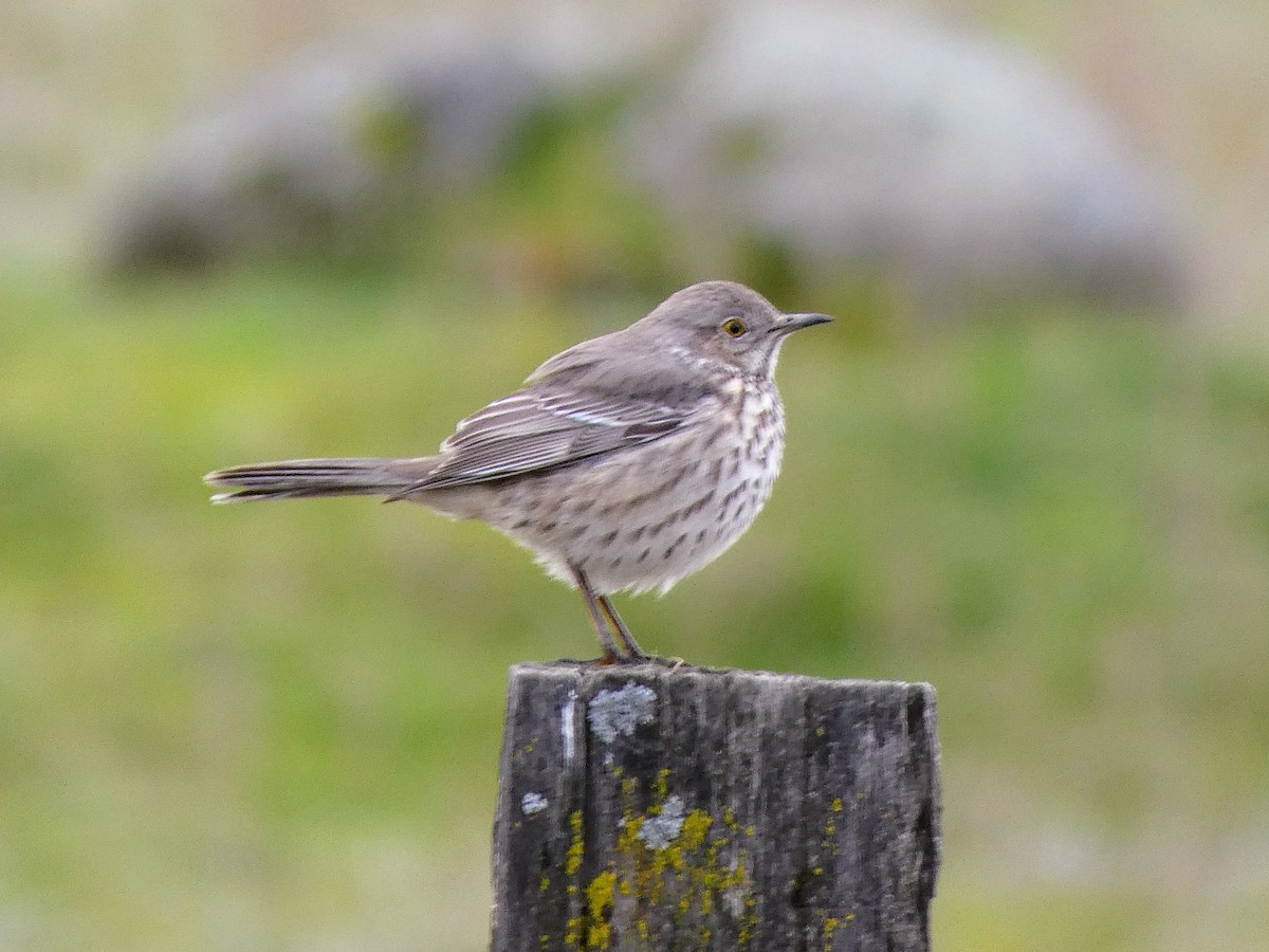 Sage Thrasher - ML630507779