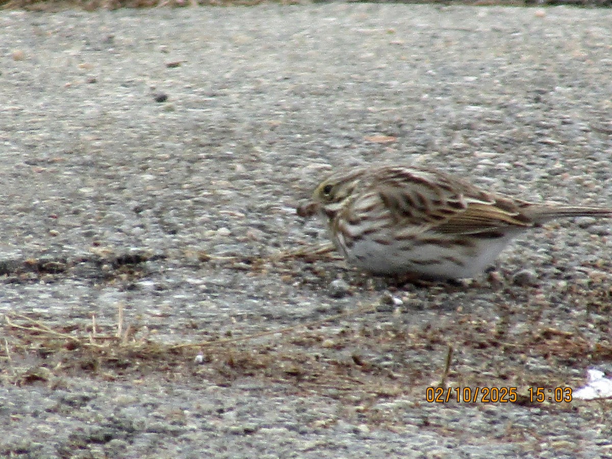 Savannah Sparrow - ML630507782