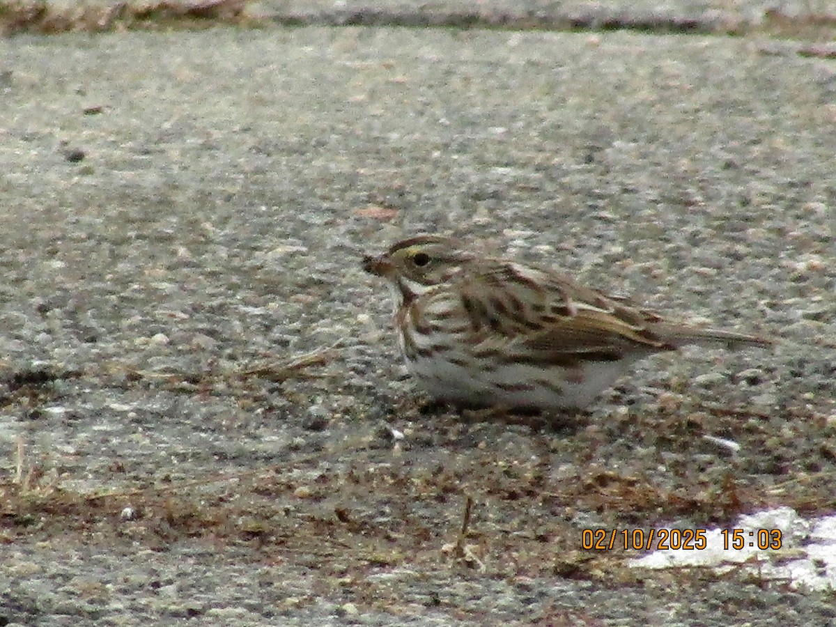 Savannah Sparrow - ML630507783