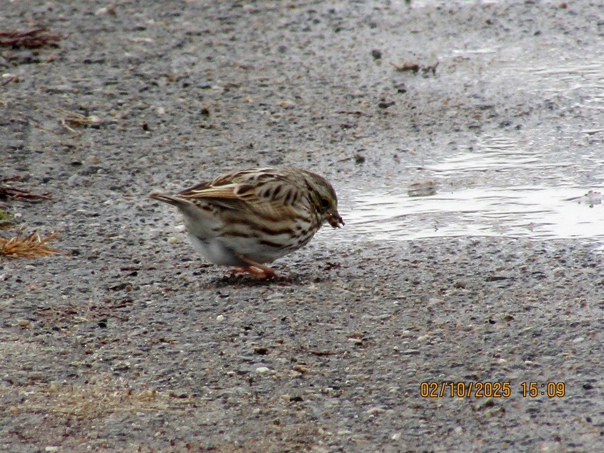 Savannah Sparrow - ML630507787