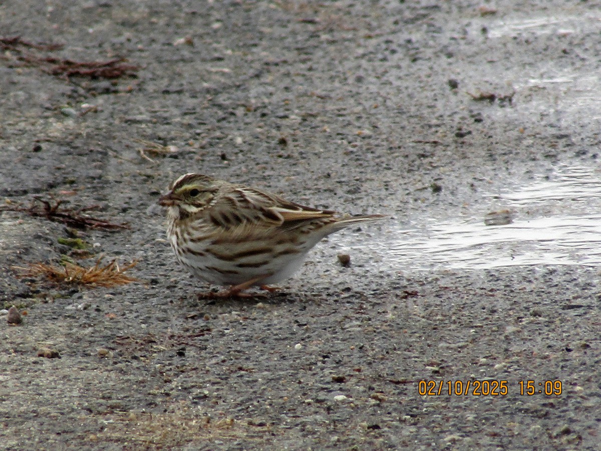 Savannah Sparrow - ML630507788