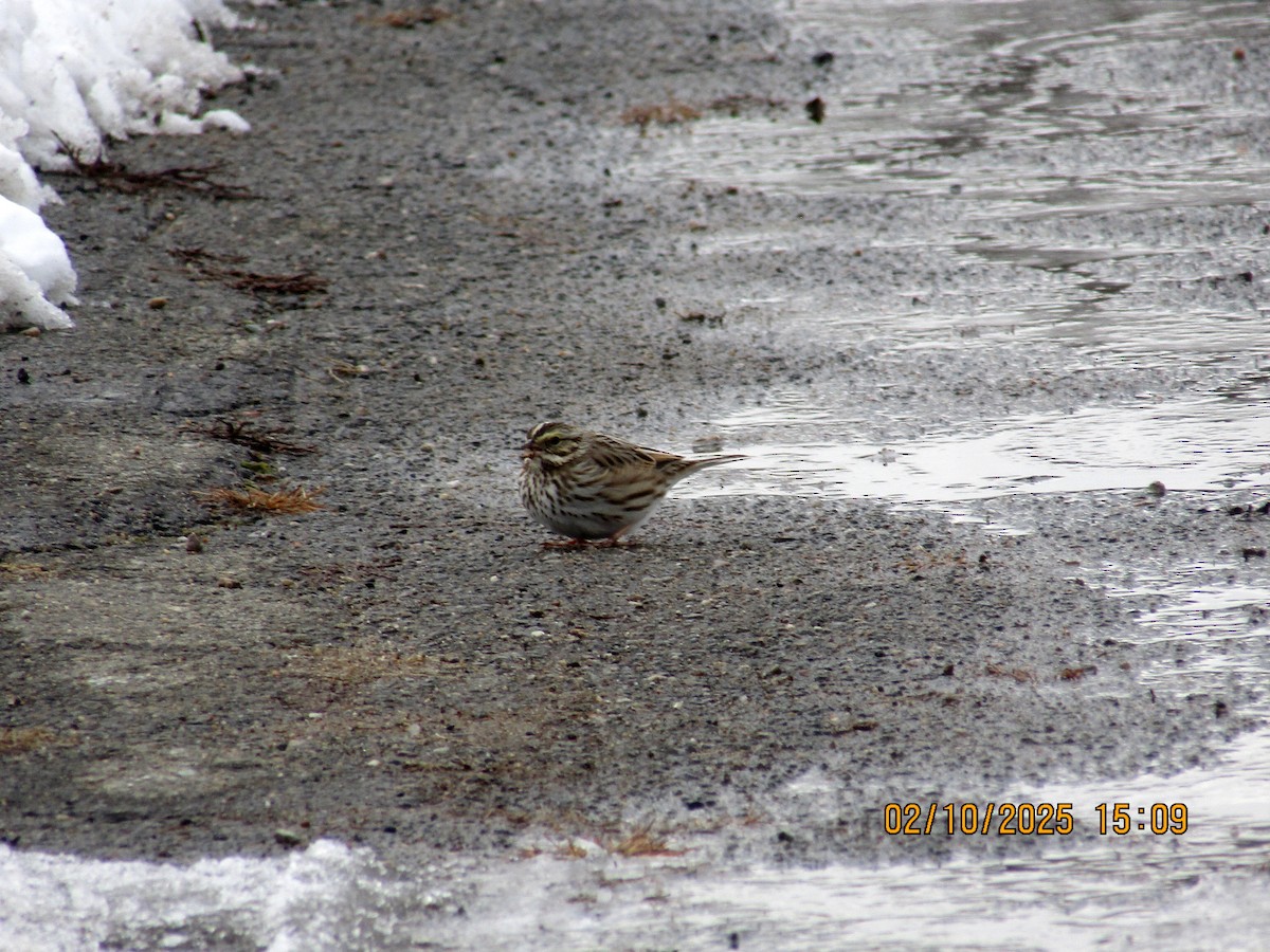 Savannah Sparrow - ML630507789