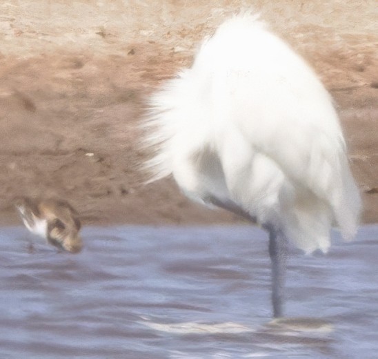 Little Blue Heron - ML630508403