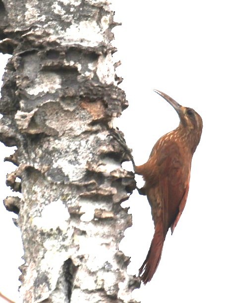 Moustached Woodcreeper - ML630508662