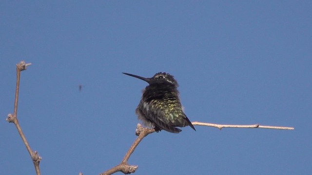 Costa's Hummingbird - ML630508694