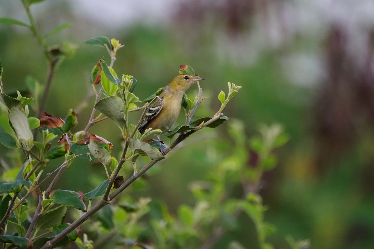 Bay-breasted Warbler - ML630508981
