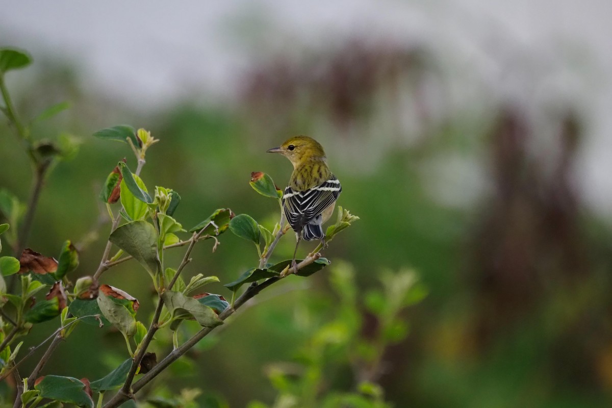 Bay-breasted Warbler - ML630508982