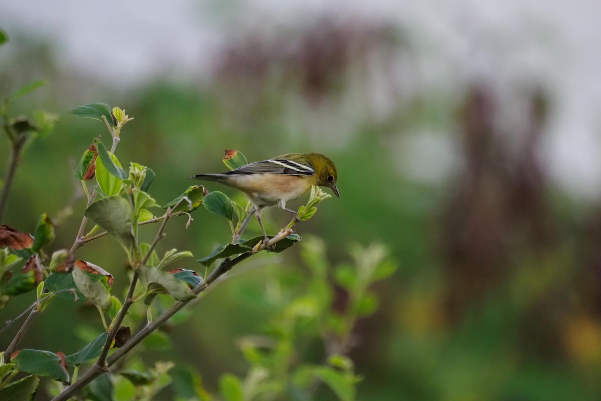 Bay-breasted Warbler - ML630508983