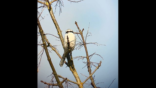 Умардын дунхай - ML630509068
