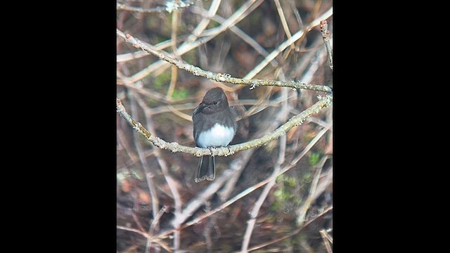 Black Phoebe - ML630509127