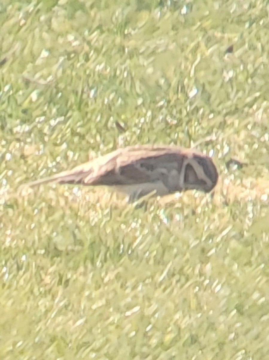 Lapland Longspur - ML630509268