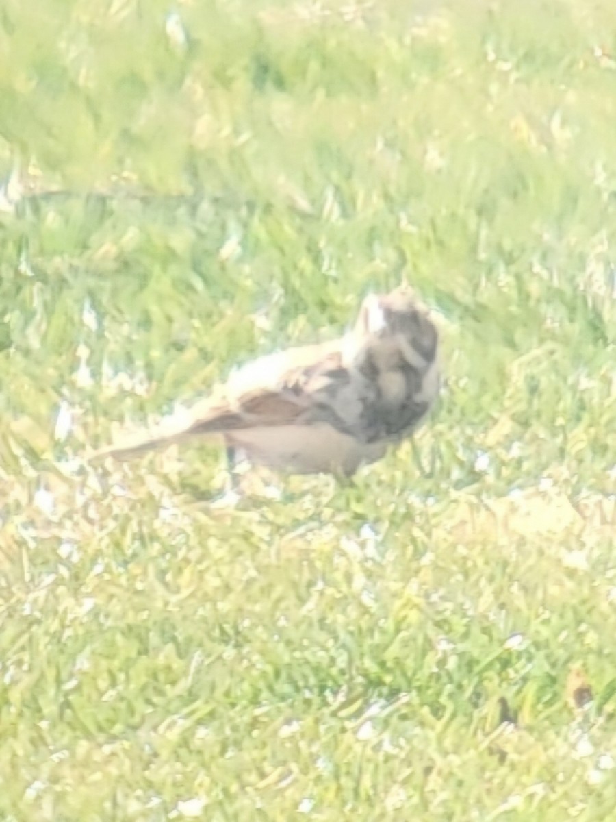 Lapland Longspur - ML630509269