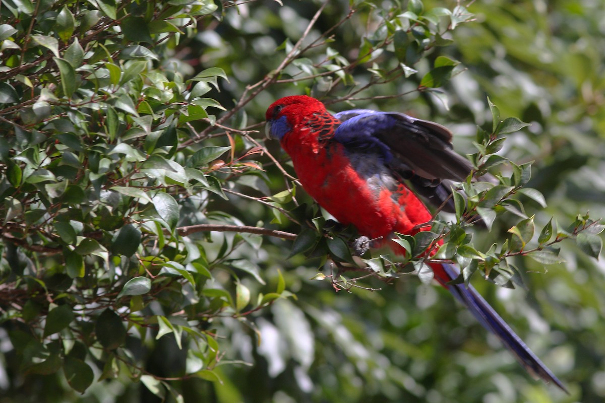 Crimson Rosella - ML630509414
