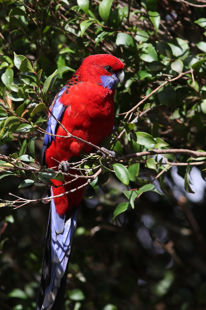 Crimson Rosella - ML630509419