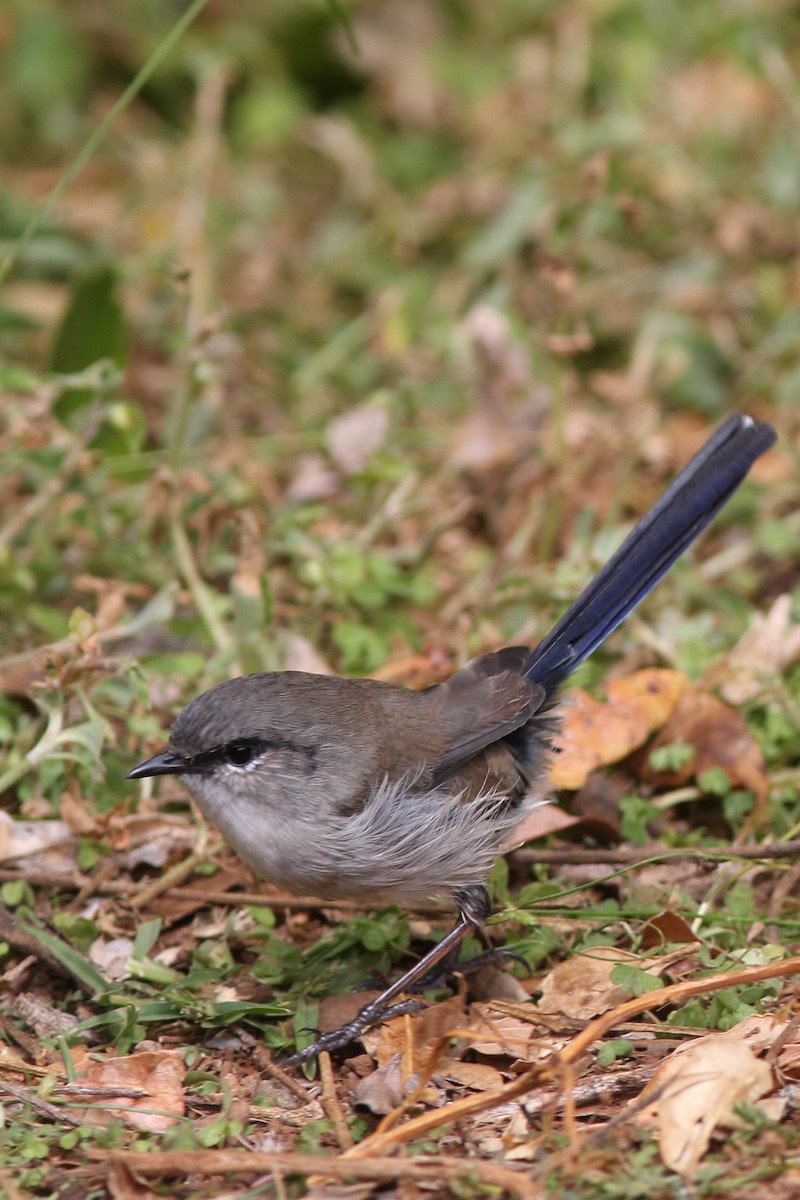 Superb Fairywren - ML630509429