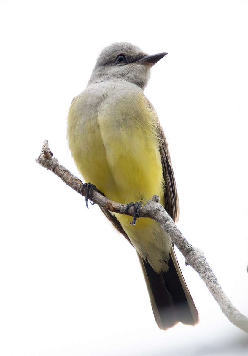 Western Kingbird - ML630509495