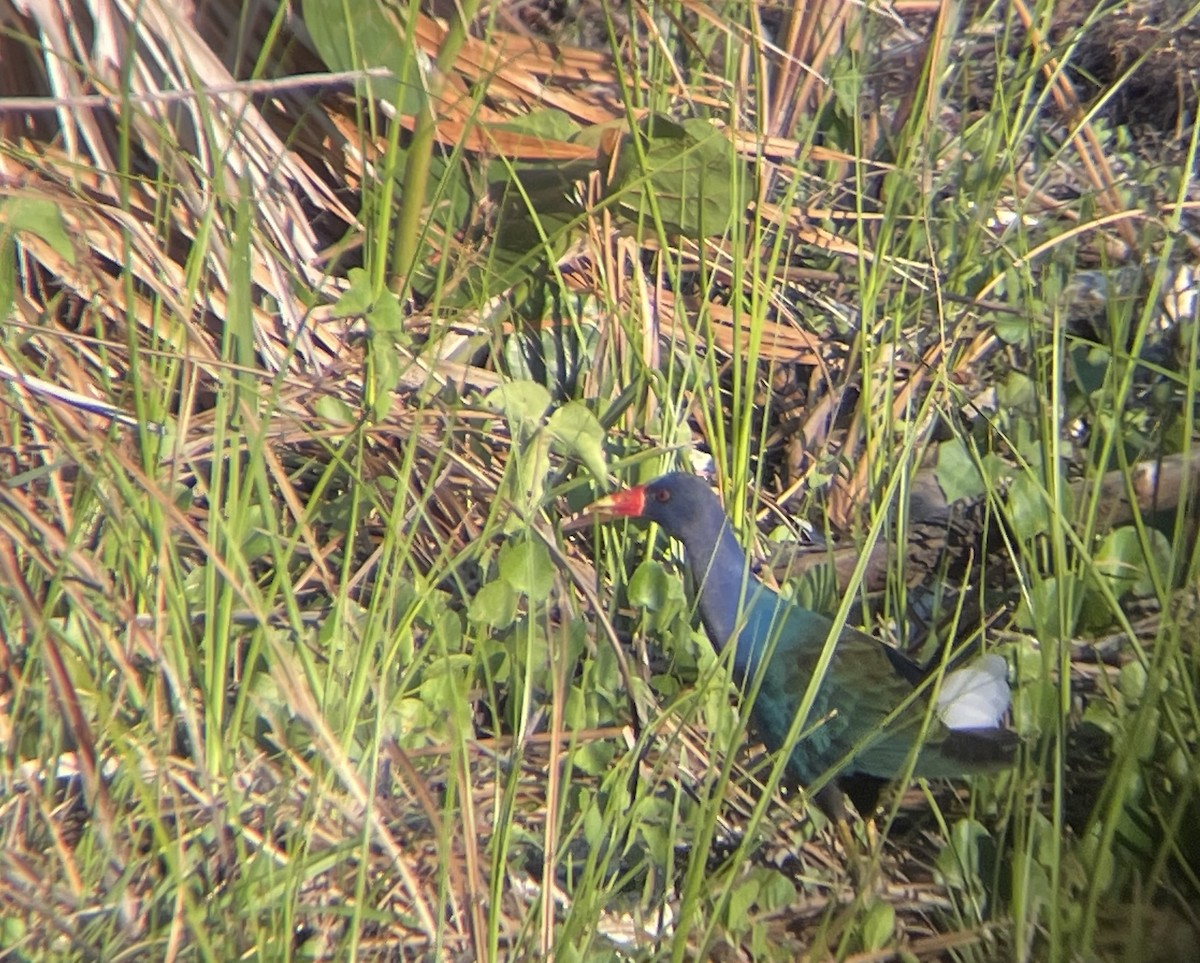 Purple Gallinule - ML630509584