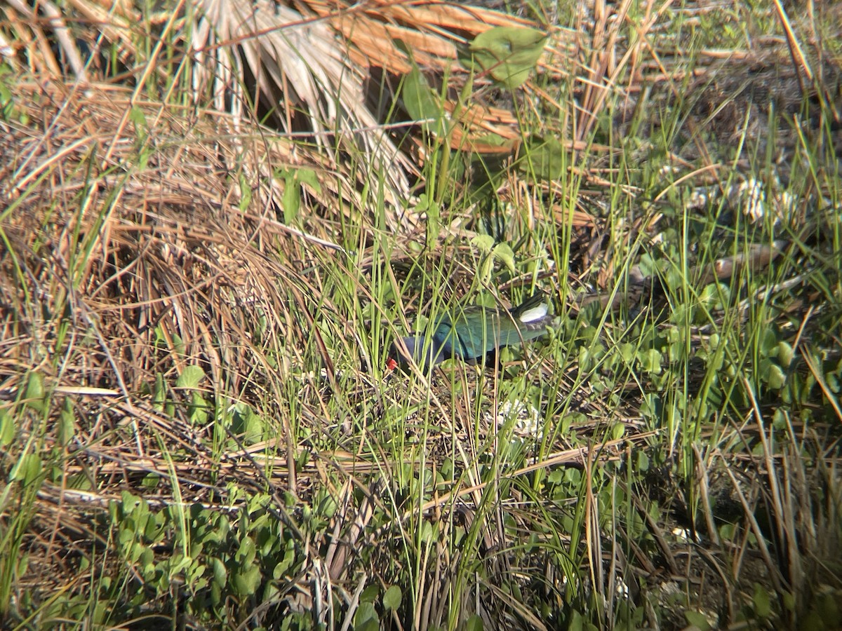 Purple Gallinule - ML630509585