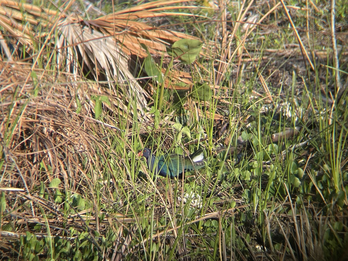 Purple Gallinule - ML630509586