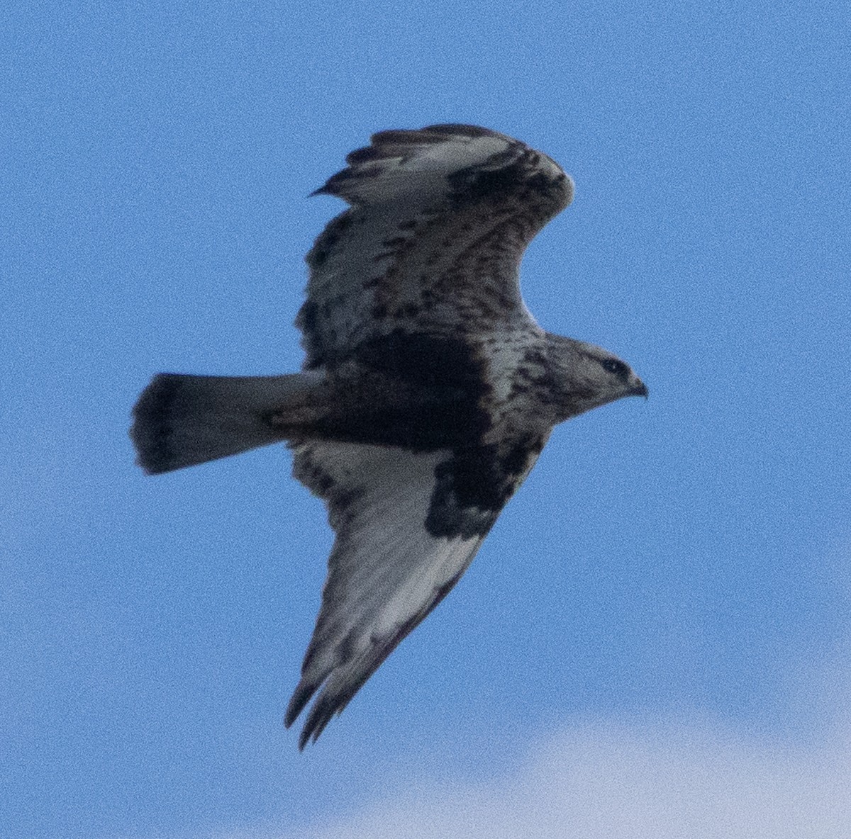 Rough-legged Hawk - ML630509805