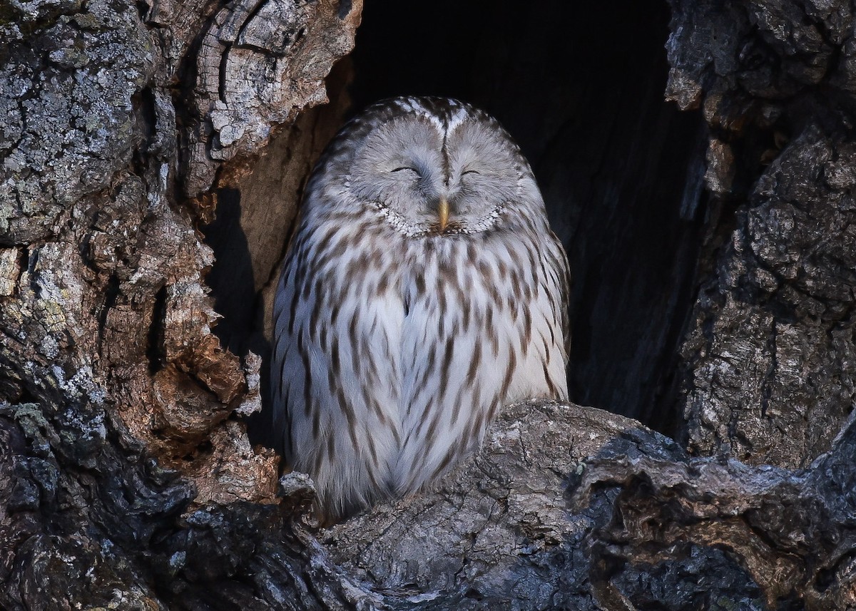 Ural Owl (Ural) - ML630509856