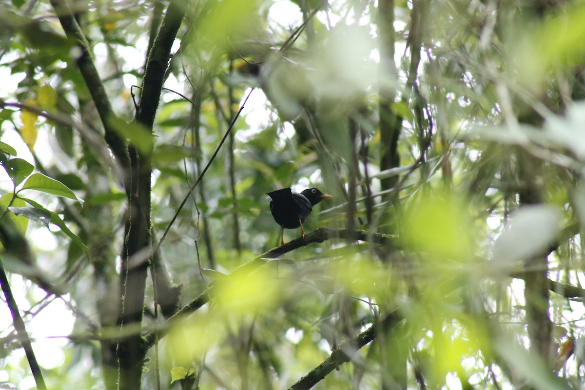 Pale-eyed Thrush - Martin Melendro