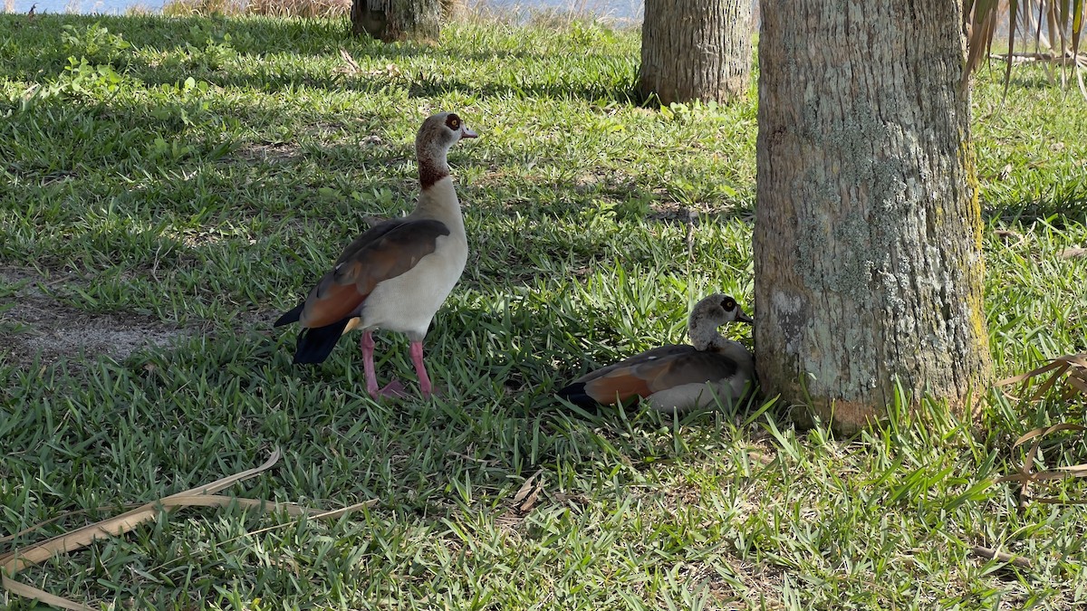 Egyptian Goose - ML630510013