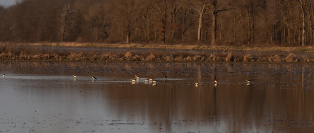 Lesser/Greater Yellowlegs - ML630510646