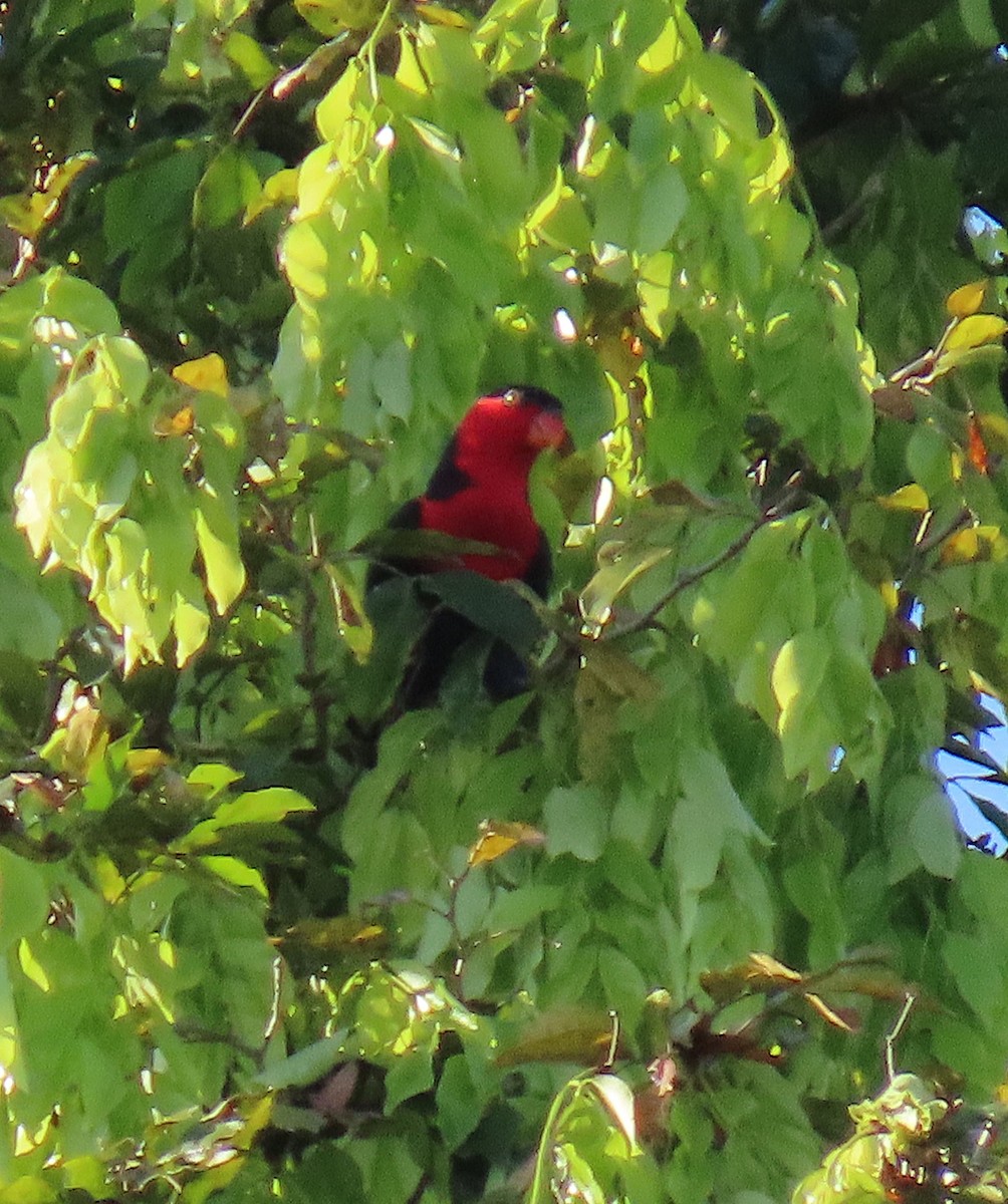 Black-capped Lory - ML630510696