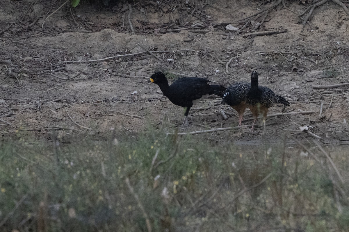 Bare-faced Curassow - ML630510737