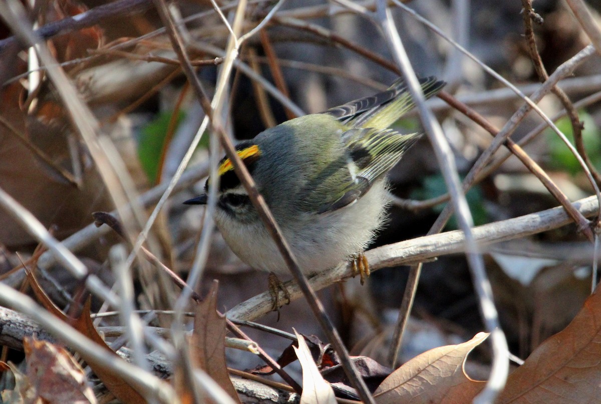 Golden-crowned Kinglet - ML630510745